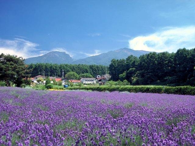 夢ハーベスト農場
